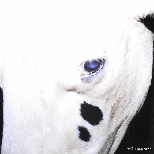 NamgungFEFERE (feat. Japanese Breakfast) MP3 by SILICA GEL