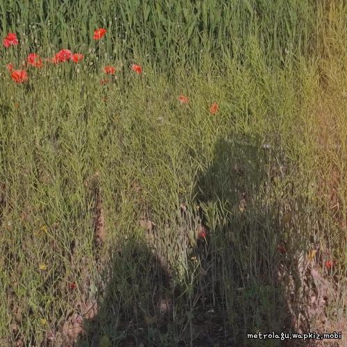 Bok Dajin - A Park Stroll Mp3